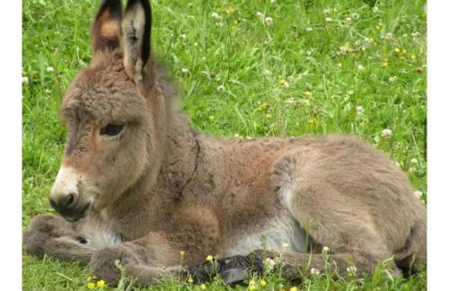 Bienvenue à la ferme - Foto 14
