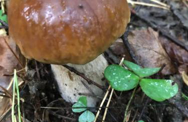 Zezuj Agroturystyka i Łowisko - Photo 3