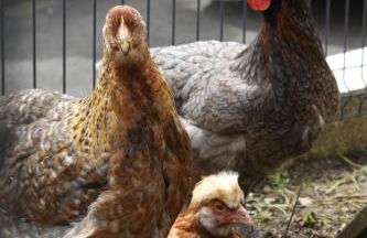 s'Lena Häusle - Foto 30