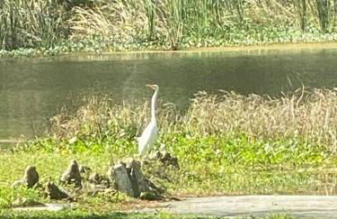 Professor Rousseau's Tiki Hideaway - Foto 38