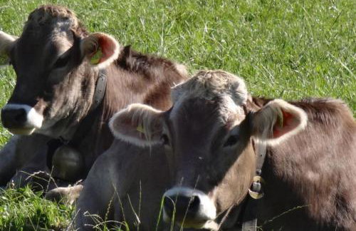Wohlfühlapartment mit Charme - Foto 13