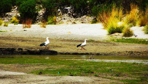 Hacienda Cayara & Villacolo Day Trip - Foto 4