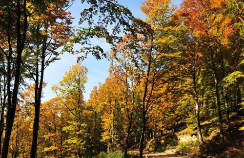 Ferienhaus Haus am Medebach - Foto 40