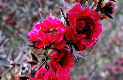 Vila Joaninha - Foto 19