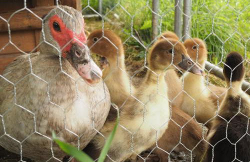 Romantische Wohnung Bauernhof, 100m2 offenes Dachgeschoss - Foto 46