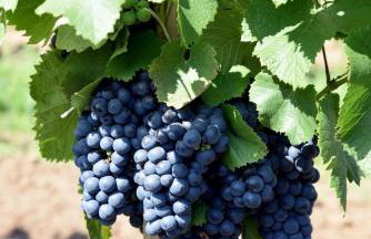 Domki w Winnicy - Świętokrzyska Winnica Knapów - Foto 18