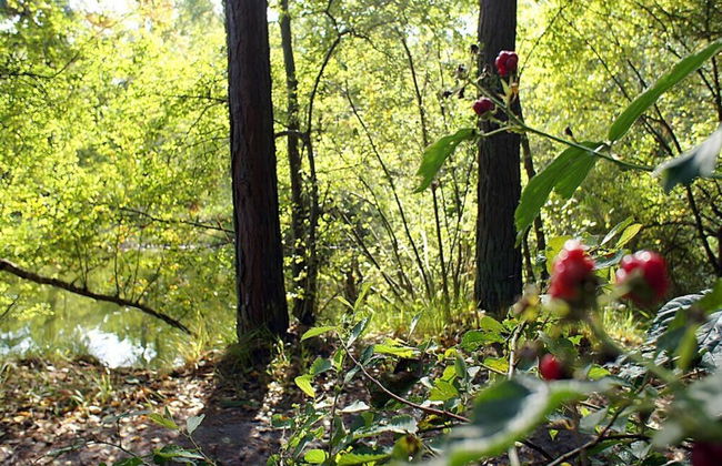 Attractive Apartment in Westerstede - Foto 1