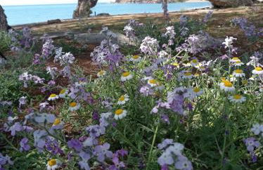 Ammos Seaside Apartment- Northern Chios - Foto 11