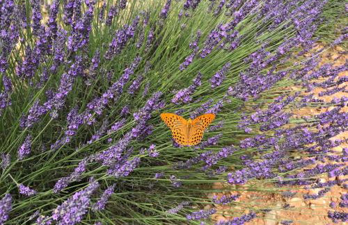 La Bastide de Jean Maison de charme dans un domaine equestre privé - Foto 49