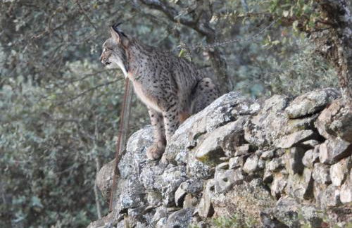 Casa rural rio yeguas - Foto 14