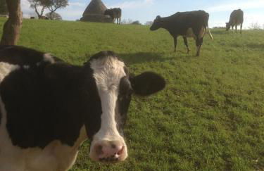 Masseria Trulli&Stelle B&B - Foto 51