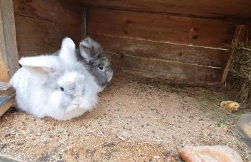 Zum Fürst`n - Foto 75