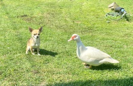 Appartamento in cascina -la cascinetta di Ali- - Foto 30