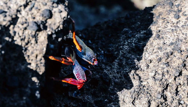 Unos simpáticos pececitos de colores