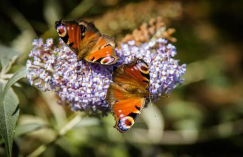 Home Comforts in Peaceful 2 Acres - Photo 23