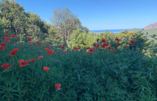 Les Asphodèles - Foto 14