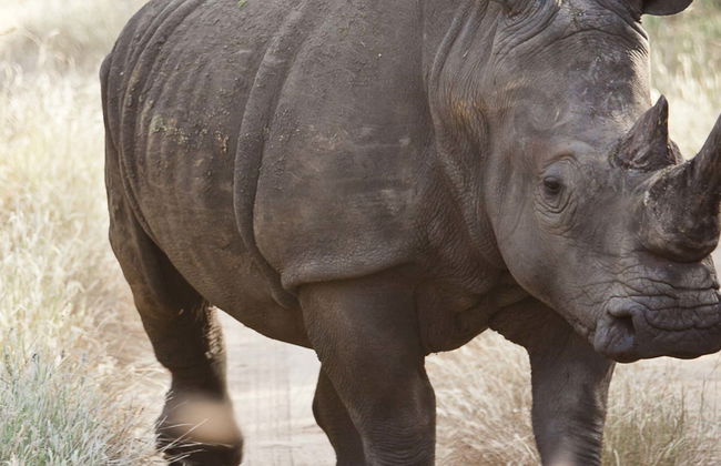 Excursión privada a la Reserva de Bandia y Lago Rosa - Foto 1