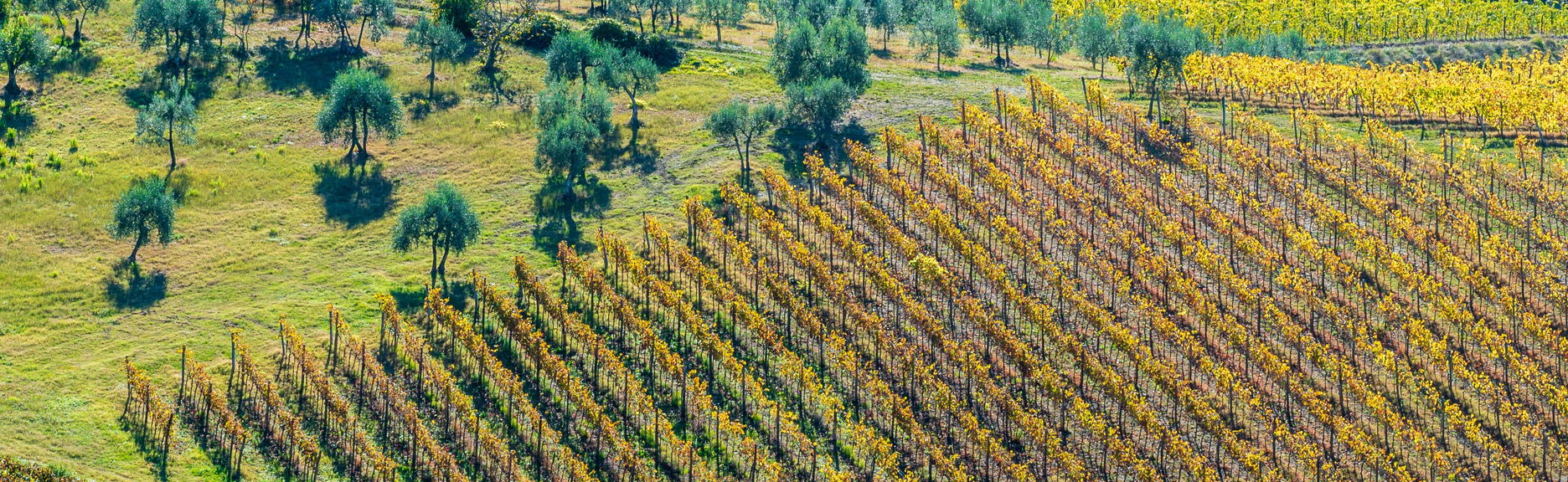 Paseo a caballo por la campiña toscana