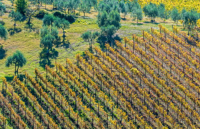 Passeggiata a cavallo nella campagna toscana - Foto 1