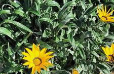 Agriturismo Il Poggio - Foto 41