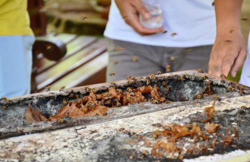 Vale das Rainhas - Photo 10