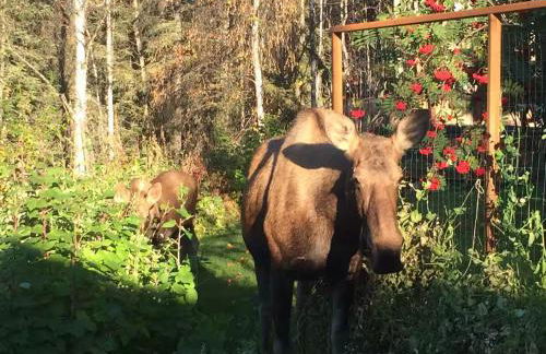 Moose Mountain Cabin- Cozy retreat with aurora views - Foto 36