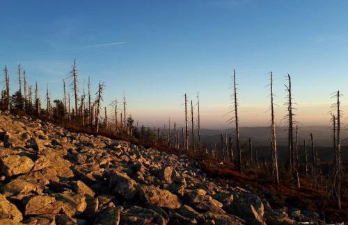 Ferienwohnung Sigi's Waldhaus - Foto 15