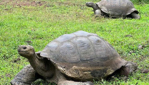 Le tartarughe giganti che abitano l'isola