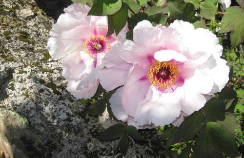 Ferienhaus in Vasia Imperia für bis zu 4 Personen - Foto 75