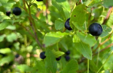 Hidden Gem Cabin in Hungry Horse, Firepit, Close to Glacier - Photo 19