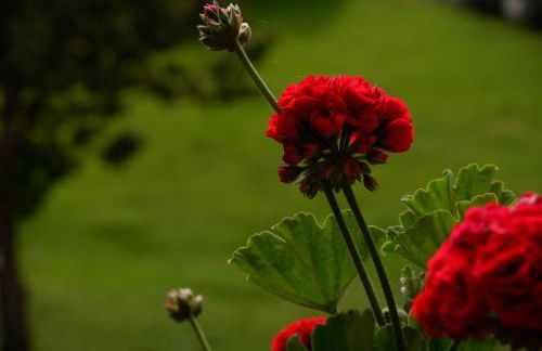 Laerchhof - Photo 62