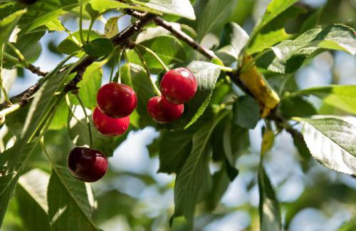 Villa Vinea - Foto 13