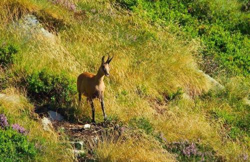 Les Bordes De Paloumières - Foto 59