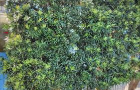 Casa paulo e nubia - Foto 43