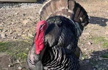 The Vogue Lodge - Photo 19