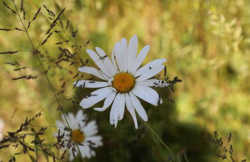 GITE MONTGOLFIÈRE 4 PERSONNES - Foto 17