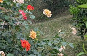 Lake Garda Renovated Apartment - Foto 30