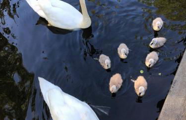 Ferienhaus direkt in Berlin an der Spree mit Whirlpool Sauna - Foto 17
