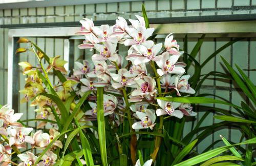 Orchid House - T1 Apartment - Foto 11