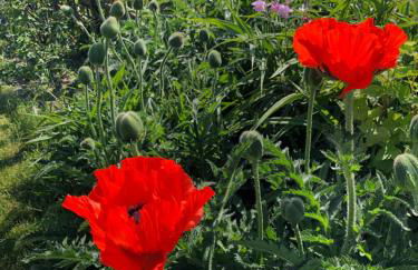 Ruhige 1 Zimmerwohnung Souterrain - Foto 34