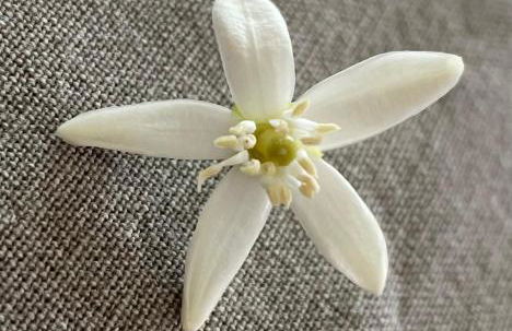 Angolo di Zoe - Photo 4