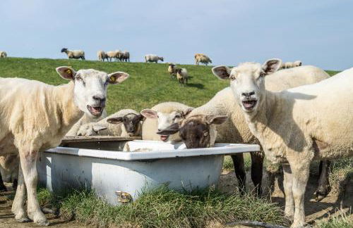 EBBEUNFLUT - Photo 47