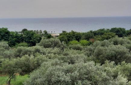 Apartma Coccolo - Foto 18