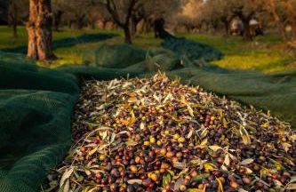 Boutique Hotel Villa Monty Banks - Foto 35