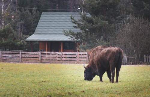 Leśna 21 Dom Północ przy PUSZCZA BIAŁOWIESKA - Foto 35