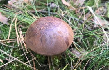 Drewniany domek nad Miedwiem - Foto 43