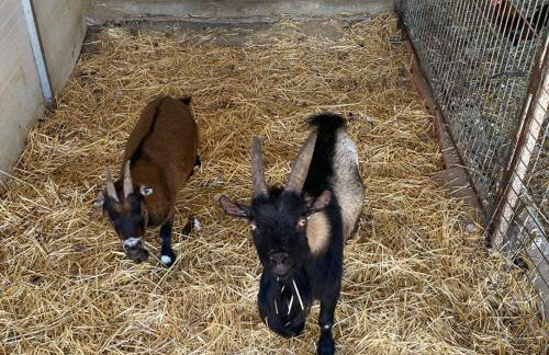 Bungalows-Cortijo Da Luigi-4 adultos-2 Dormitorios-Piscina-Ideal familias-Cártama-Málaga - Foto 32