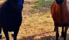 Żurawisko - Domki wśród natury - Foto 3