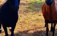 Żurawisko - Domki wśród natury - Foto 3