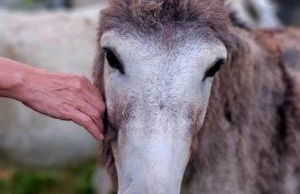 Agriturismo AgriTexS - Foto 10